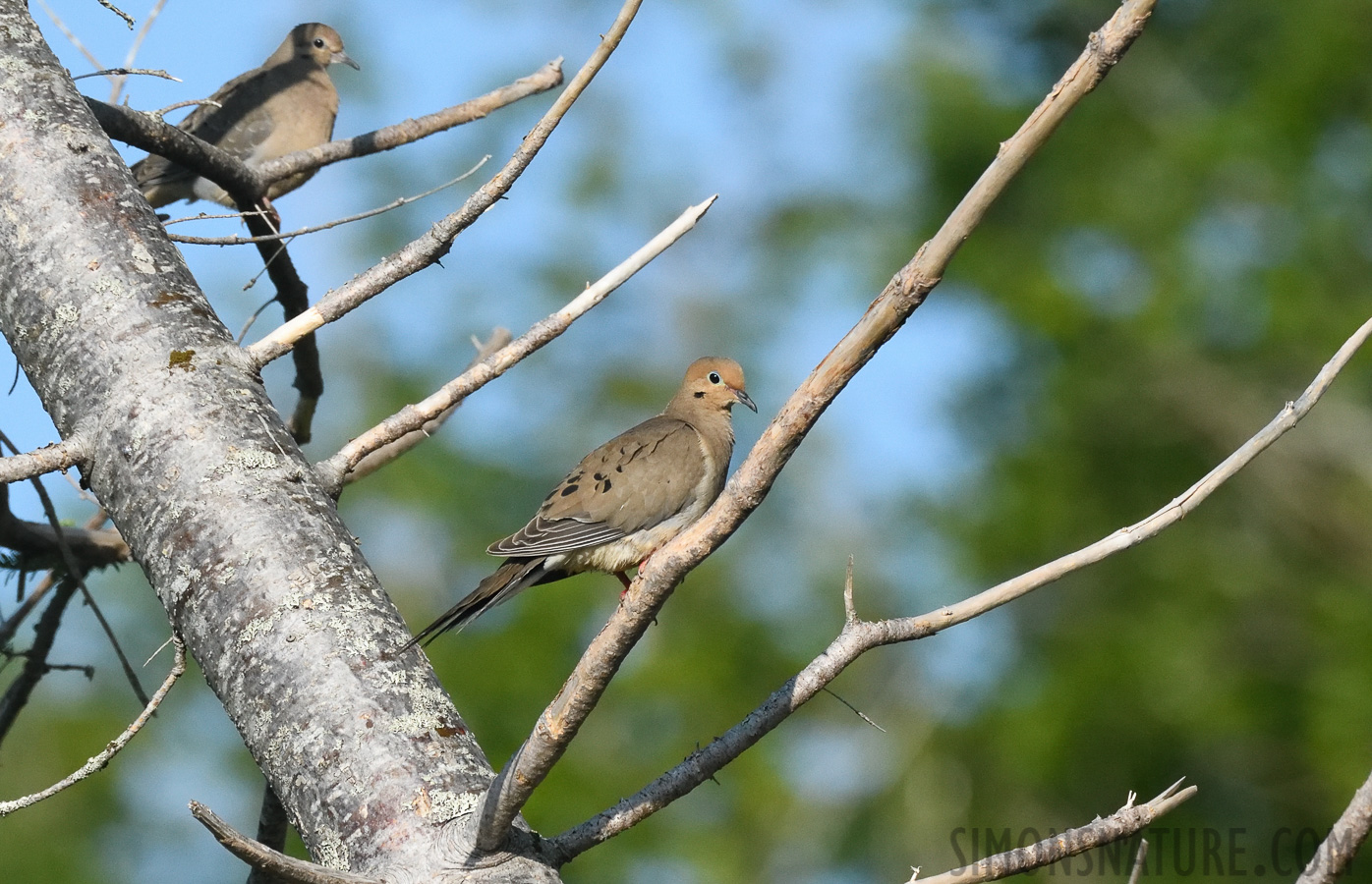 Zenaida macroura carolinensis [400 mm, 1/5000 Sek. bei f / 8.0, ISO 1600]